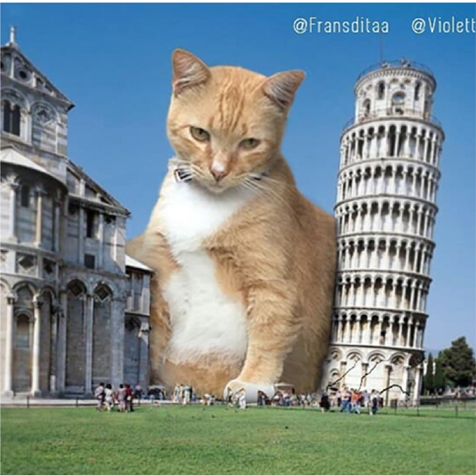 Picture of a Giant Cat