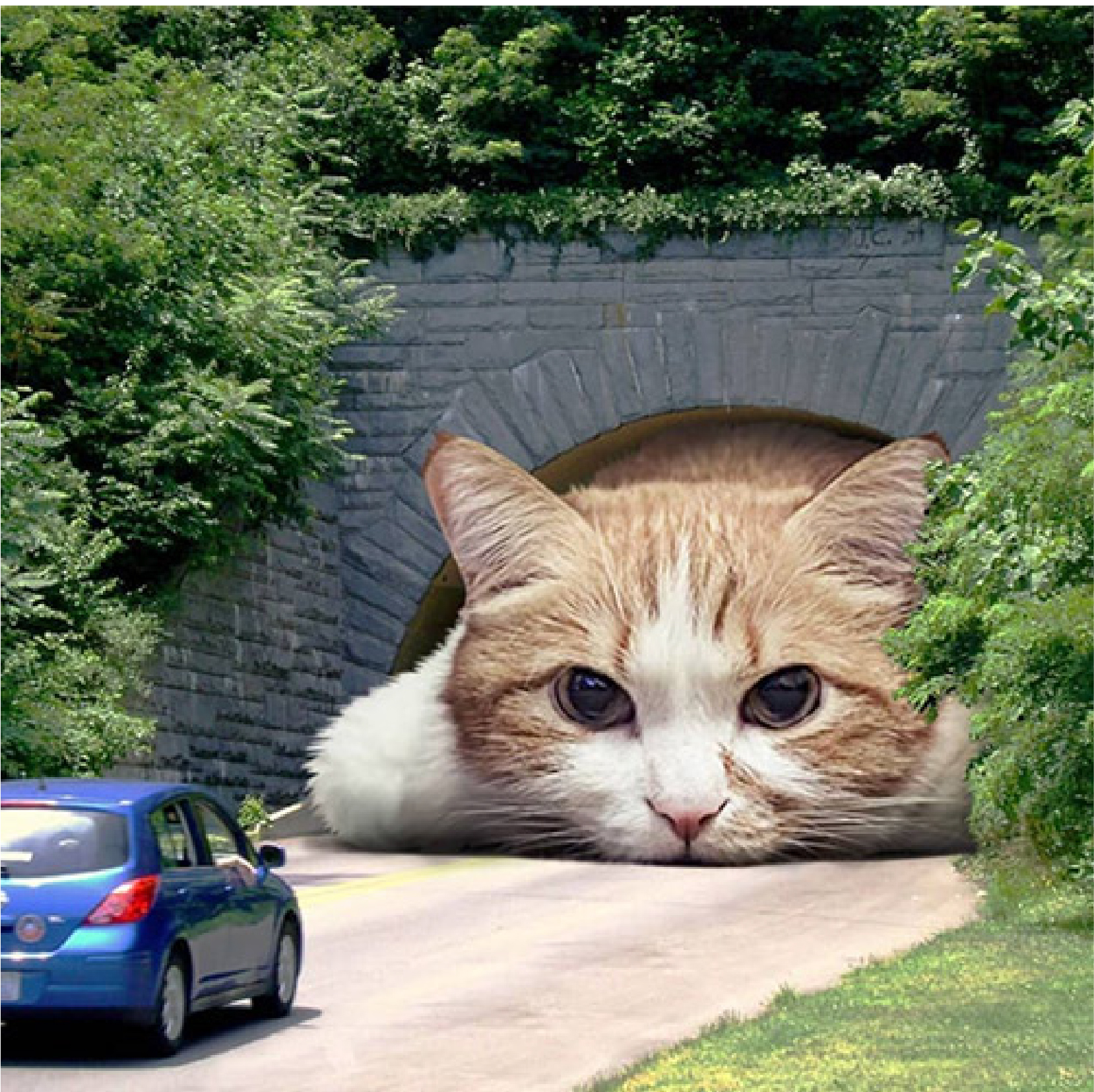 Picture of a Giant Cat