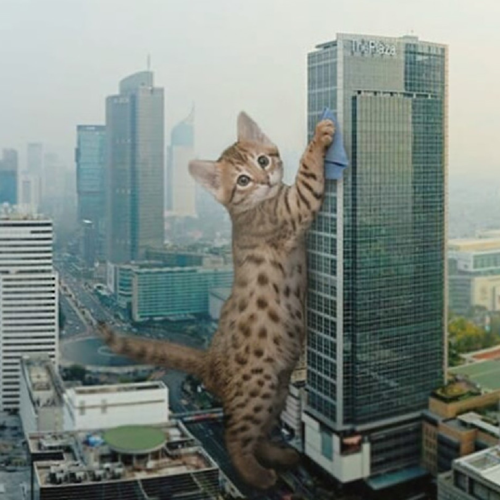 Picture of a Giant Cat