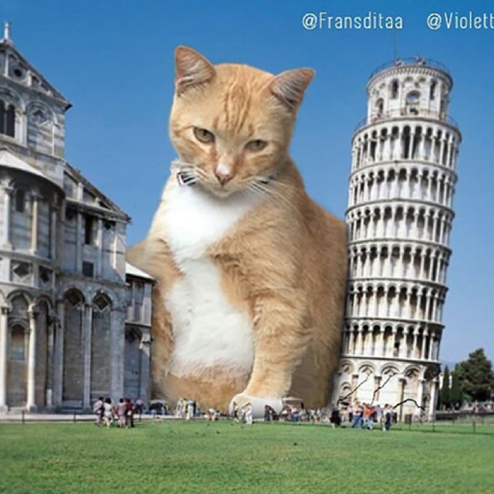 Picture of a Giant Cat