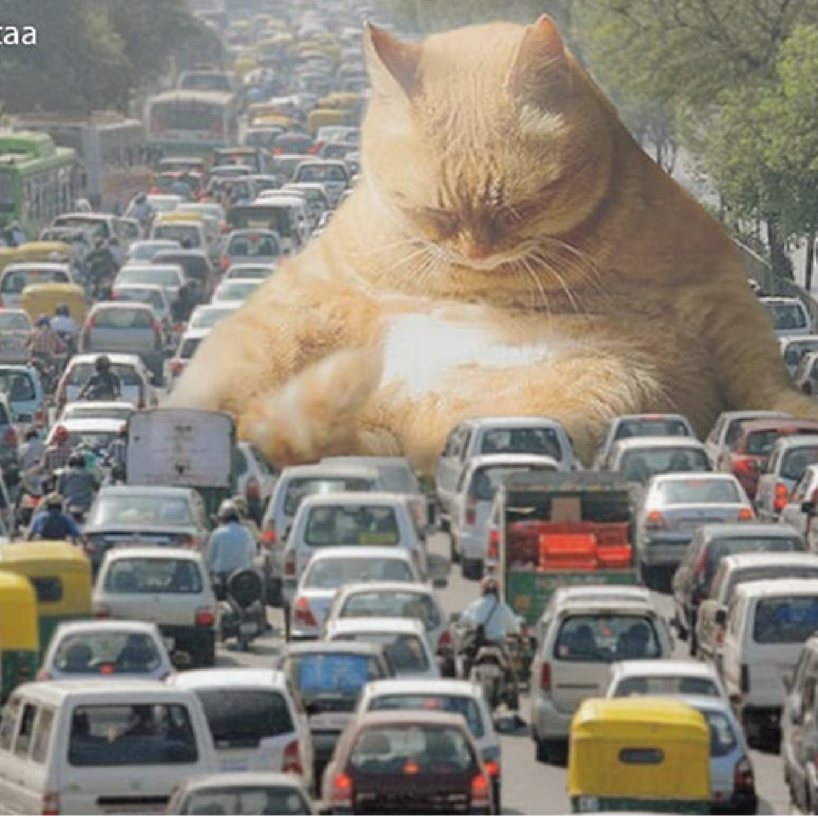 Picture of a Giant Cat
