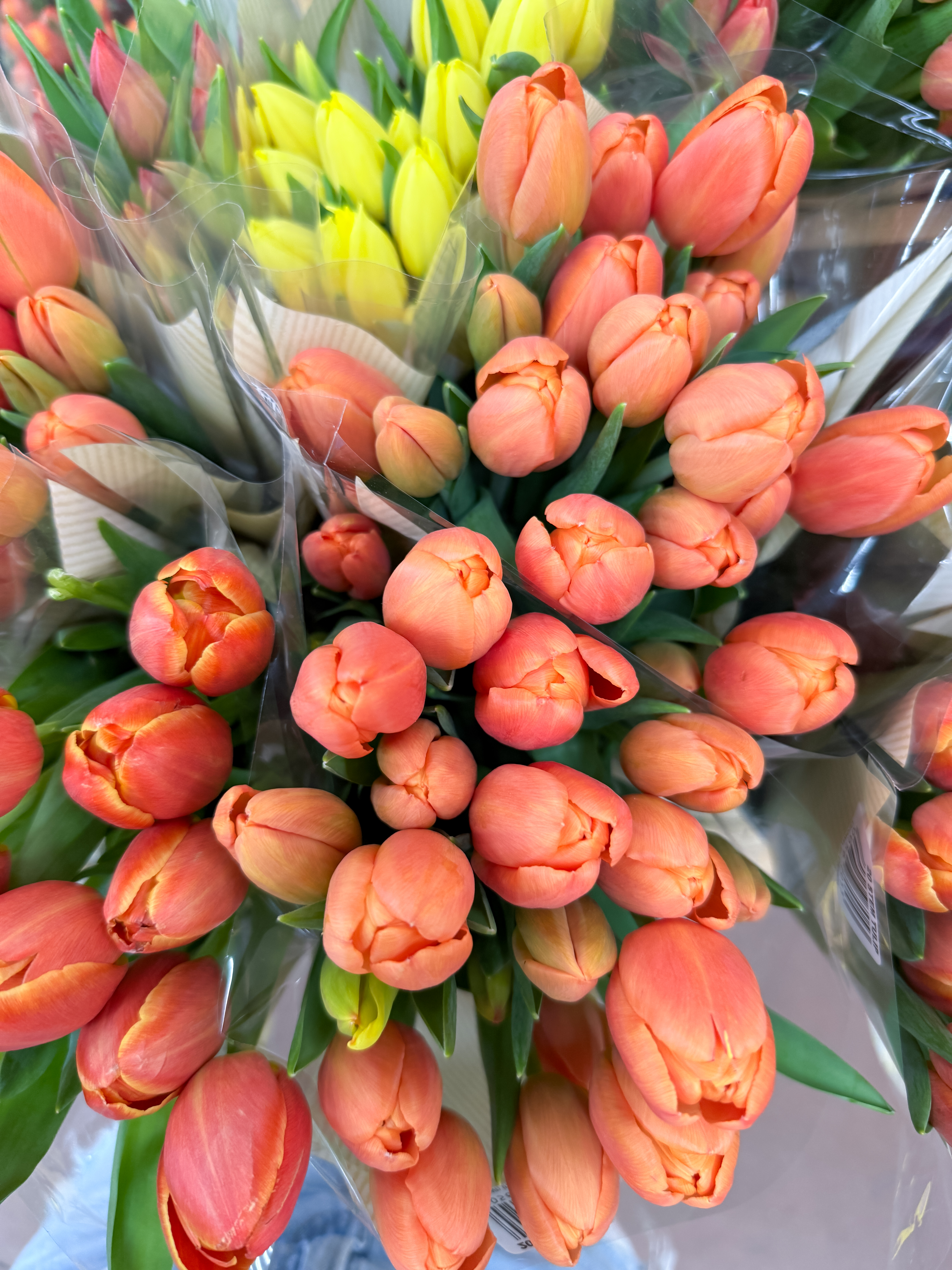Tulips