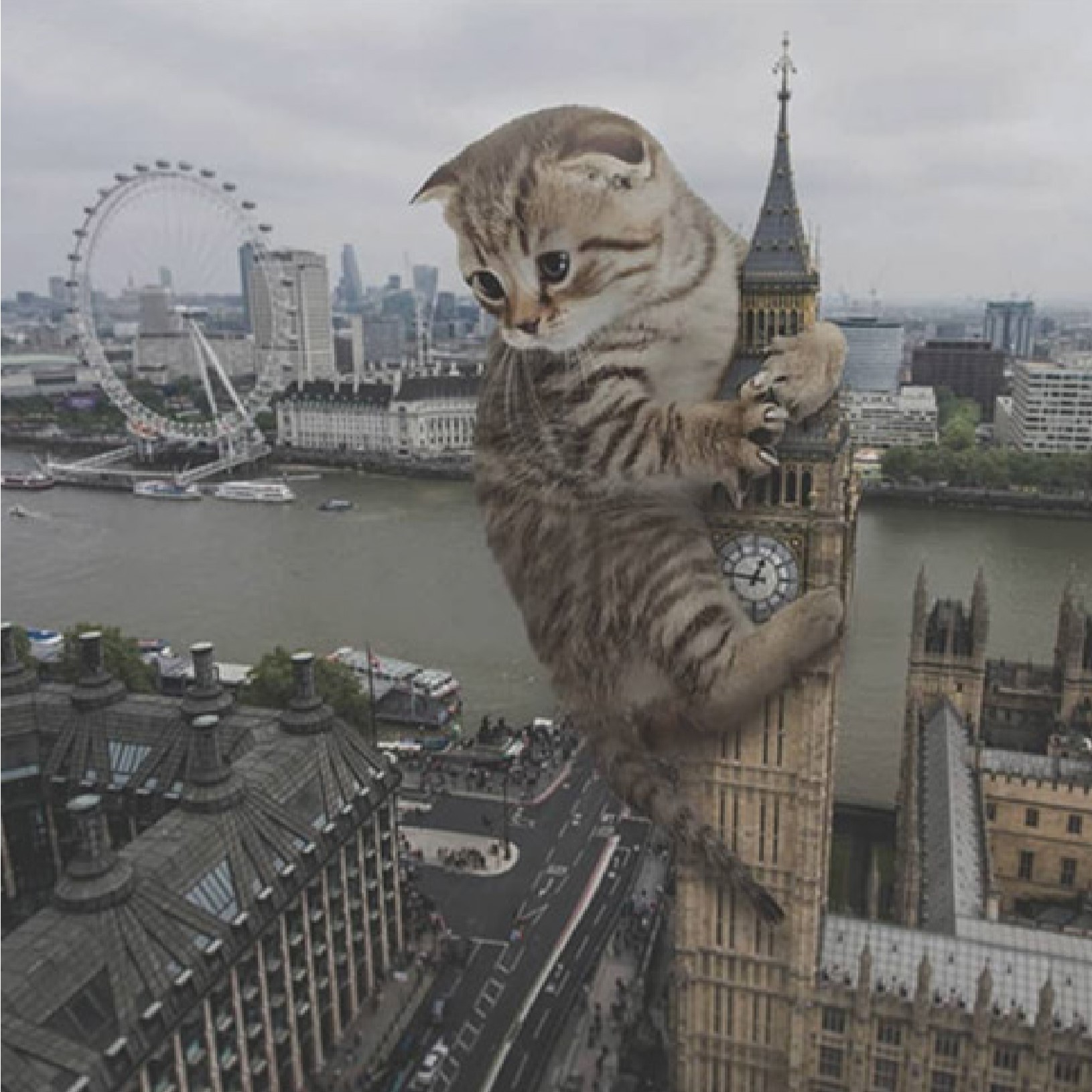 Cat next to big ben