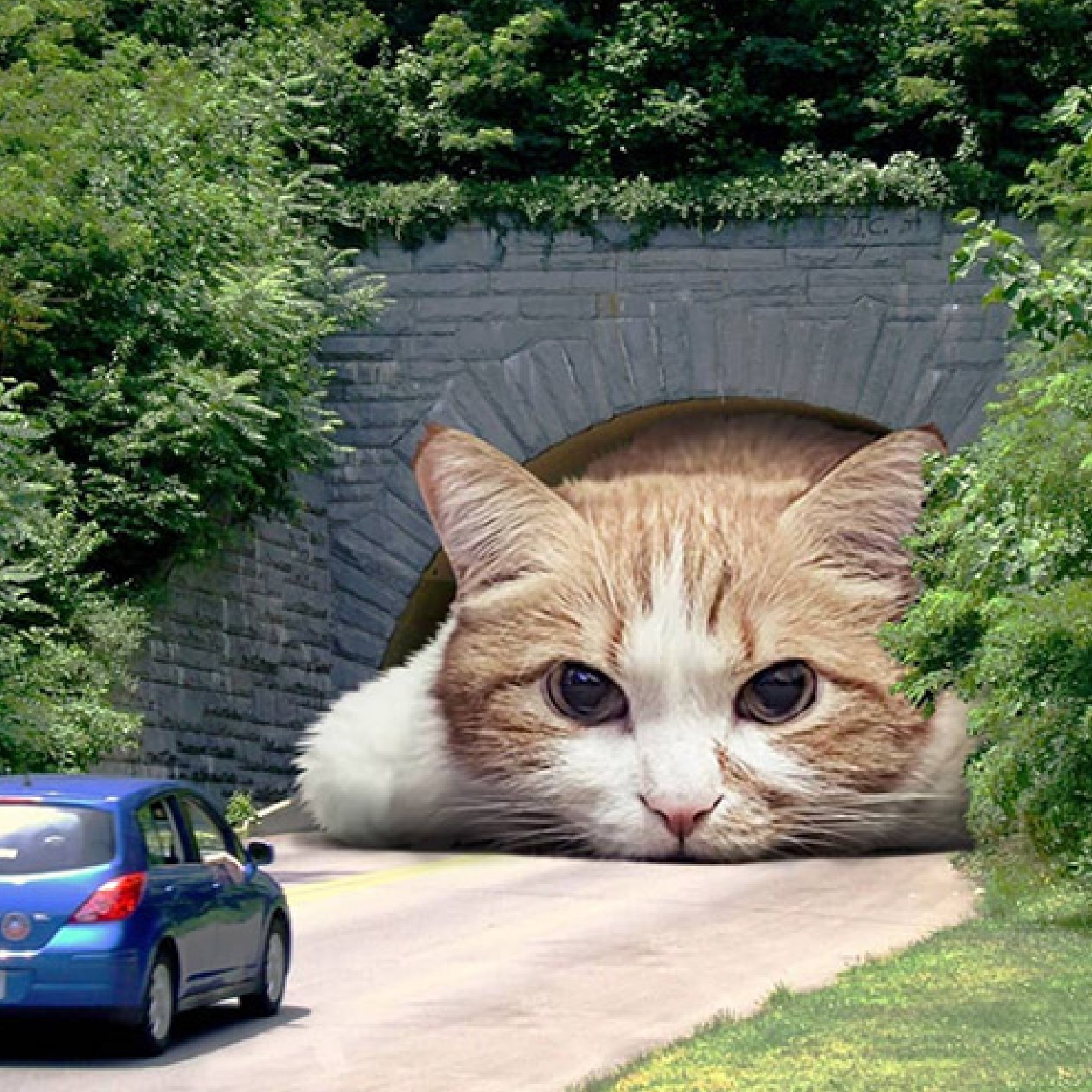 Cat peeking from tunnel