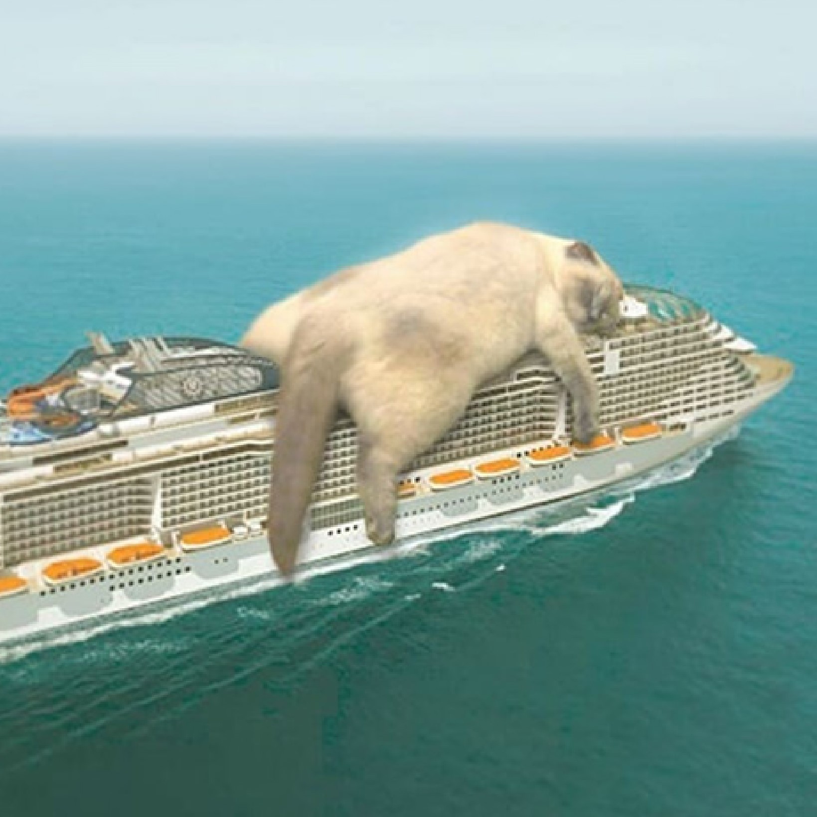 cruise cat