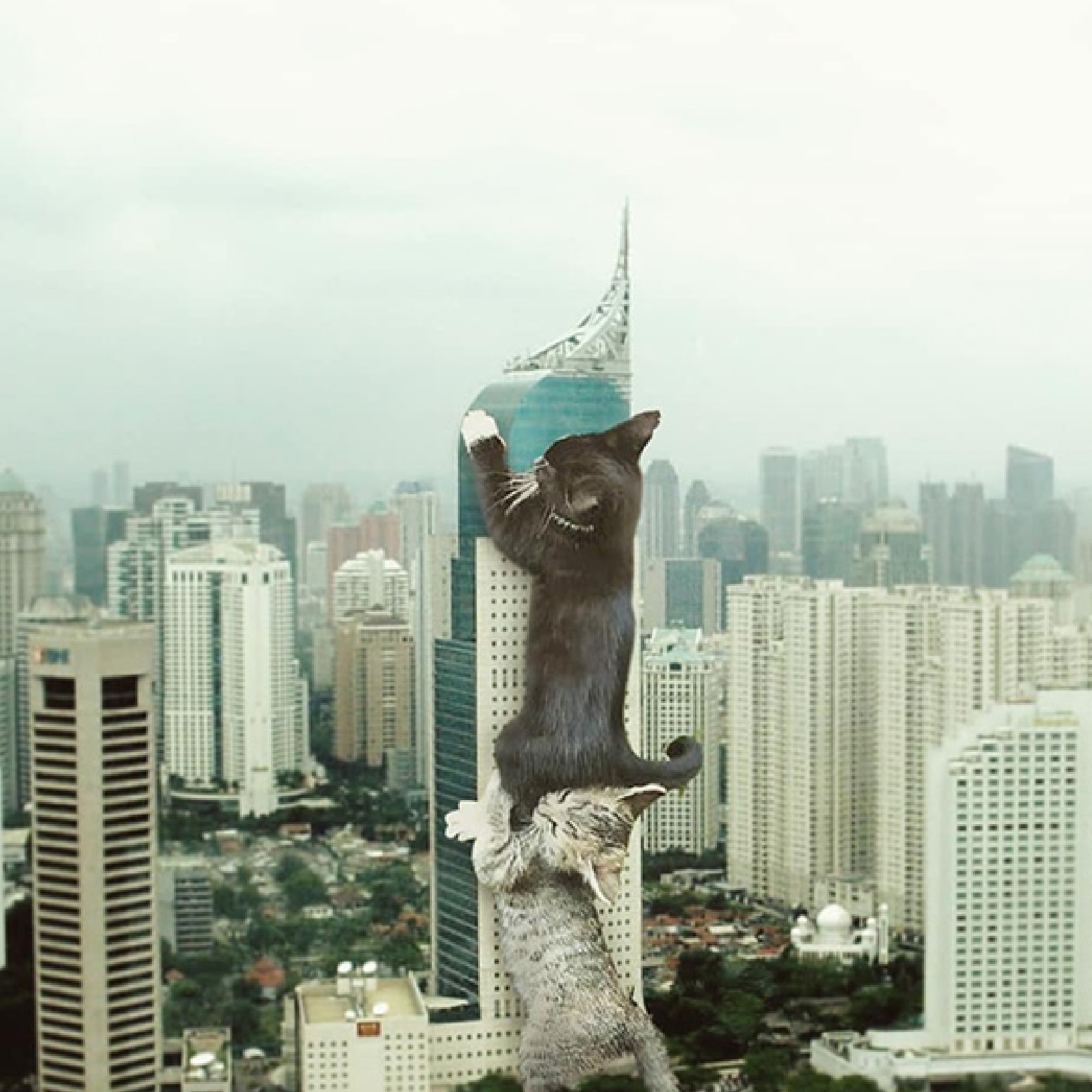 cat asking for a boost